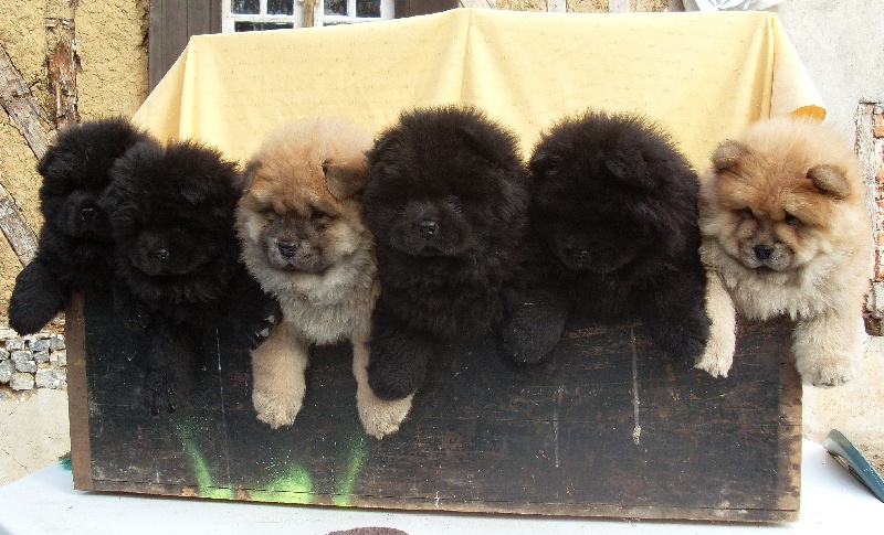 du Donjon d'Or - Chow Chow - Portée née le 24/08/2009