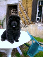 du Donjon d'Or - Chow Chow - Portée née le 26/04/2011