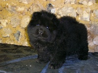 du Donjon d'Or - Chow Chow - Portée née le 18/08/2015