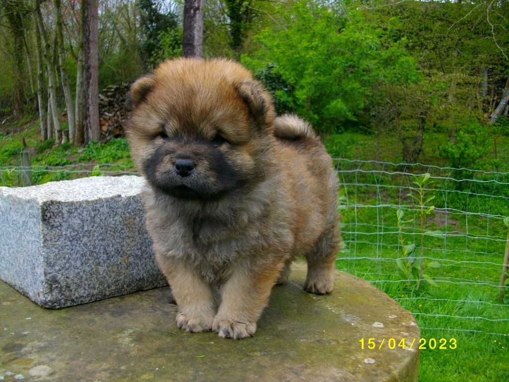 du Donjon d'Or - Chow Chow - Portée née le 27/02/2023