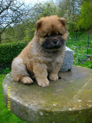 CHIOT