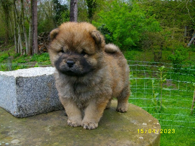 CHIOT
