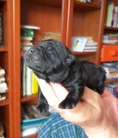 CHIOT