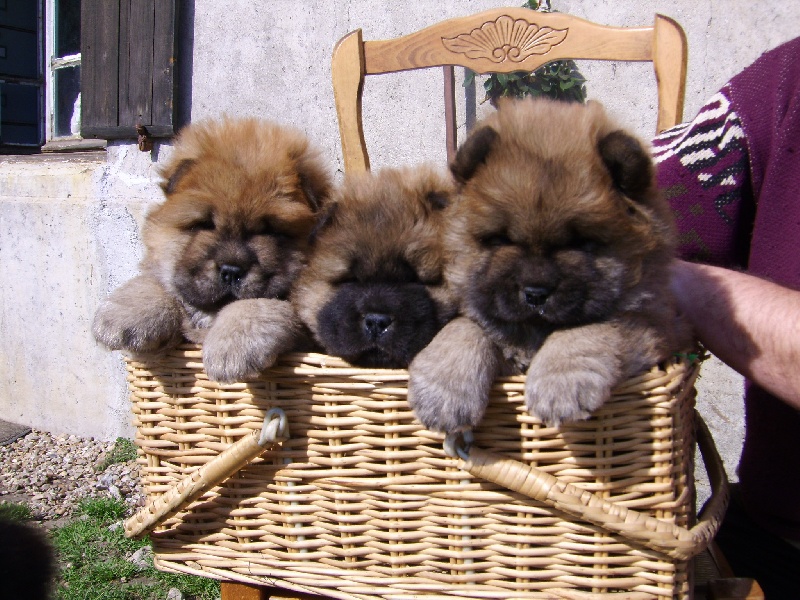 Chiot Chow Chow du Donjon d'Or