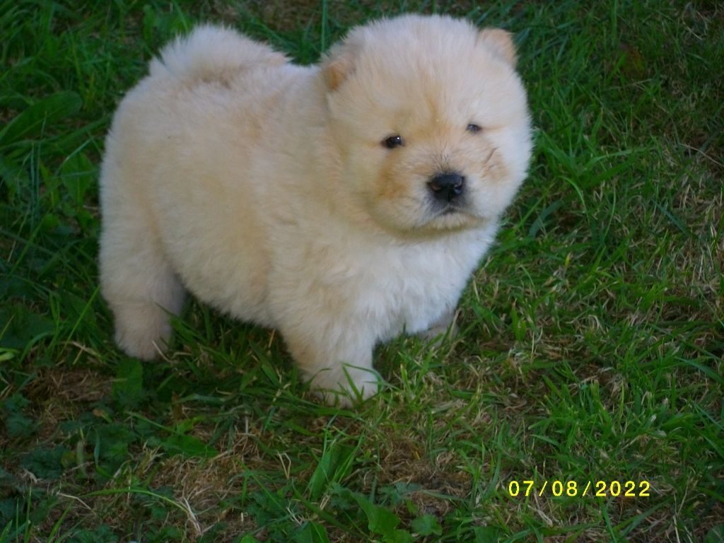 du Donjon d'Or - Chow Chow - Portée née le 09/07/2022