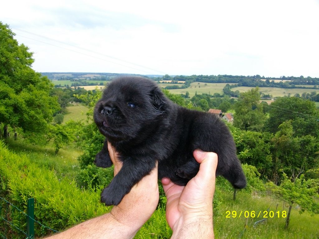 du Donjon d'Or - Chow Chow - Portée née le 09/06/2018